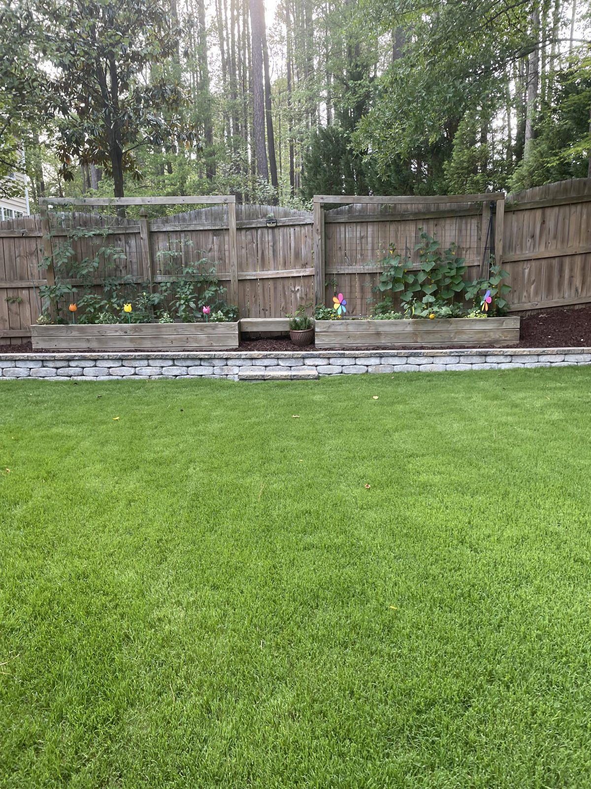 Backyard lawn filled in around raised planter beds